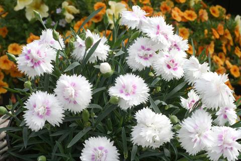 Foto de variedad de flores para ser usadas como: Maceta y planta de temporada Dianthus Diantica® White Eye
