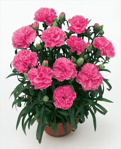 Foto de variedad de flores para ser usadas como: Tarrina de colgar / Maceta Dianthus caryophyllus SuperTrouper® Diogenes