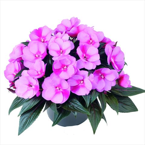 Foto de variedad de flores para ser usadas como: Maceta y planta de temporada Impatiens N. Guinea RED FOX Sweetie Blue Star