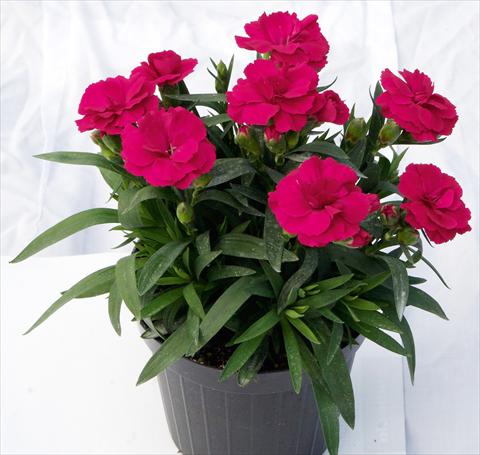 Foto de variedad de flores para ser usadas como: Maceta y planta de temporada Dianthus caryophyllus Oscar™ Cherry