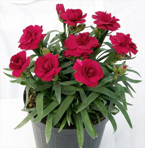 Foto de variedad de flores para ser usadas como: Maceta y planta de temporada Dianthus caryophyllus Oscar™ Dark Red
