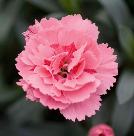 Foto de variedad de flores para ser usadas como: Tarrina de colgar / Maceta Dianthus caryophyllus Oscar™ Pink