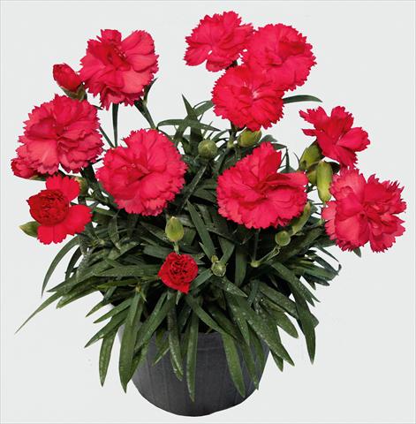 Foto de variedad de flores para ser usadas como: Maceta y planta de temporada Dianthus caryophyllus SuperTrouper® Benita