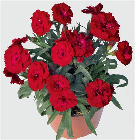 Foto de variedad de flores para ser usadas como: Maceta y planta de temporada Dianthus caryophyllus SuperTrouper® Carmen