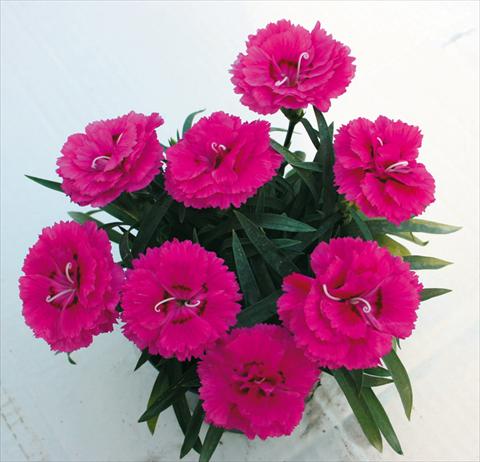 Foto de variedad de flores para ser usadas como: Tarrina de colgar / Maceta Dianthus caryophyllus SuperTrouper® Fuchsia
