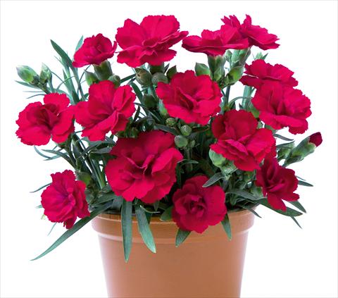 Foto de variedad de flores para ser usadas como: Tarrina de colgar / Maceta Dianthus caryophyllus SuperTrouper® Rubin