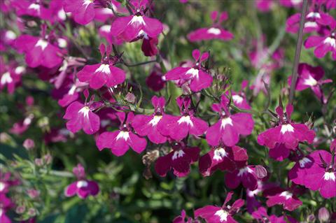 Foto de variedad de flores para ser usadas como: Maceta, patio, Tarrina de colgar Lobelia Curaçao® Basket Dark Purple evol