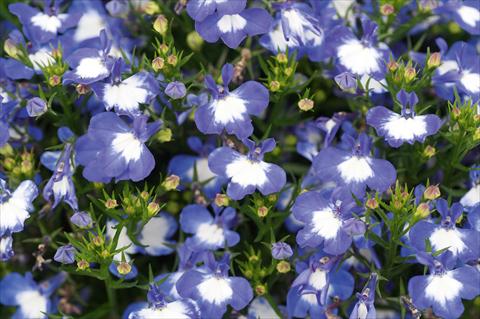 Foto de variedad de flores para ser usadas como: Maceta, patio, Tarrina de colgar Lobelia Curaçao® Blue White Eye