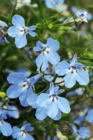 Foto de variedad de flores para ser usadas como: Maceta, planta de temporada, patio Lobelia Curaçao® Light Blue evol