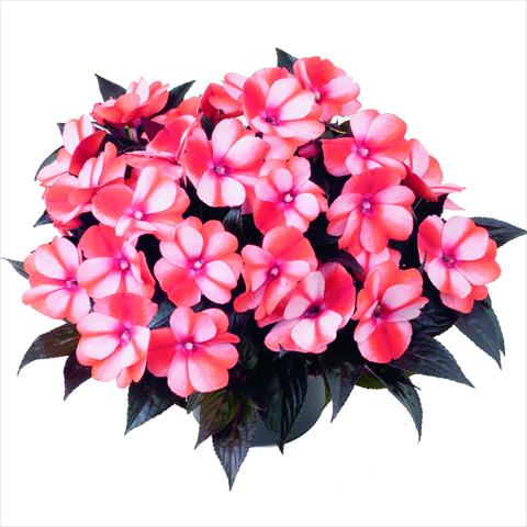 Foto de variedad de flores para ser usadas como: Maceta y planta de temporada Impatiens N. Guinea RED FOX Sweetie Red Star
