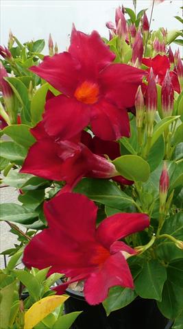 Foto de variedad de flores para ser usadas como: Maceta y planta de temporada Dipladenia (Mandevilla) Sevilla Dark Red