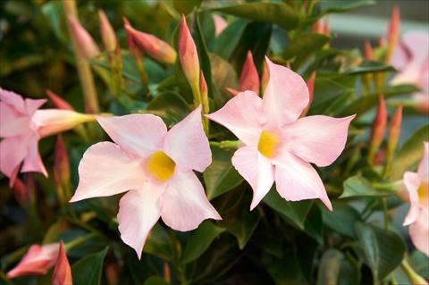 Foto de variedad de flores para ser usadas como: Maceta y planta de temporada Dipladenia (Mandevilla) Sevilla Soft Pink