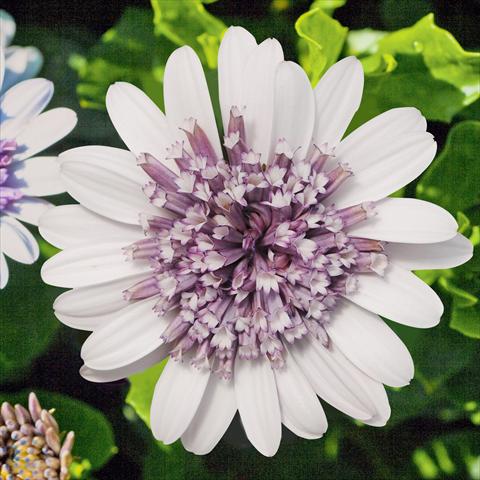 Foto de variedad de flores para ser usadas como: Maceta y planta de temporada Osteospermum FlowerPower® Double Silver