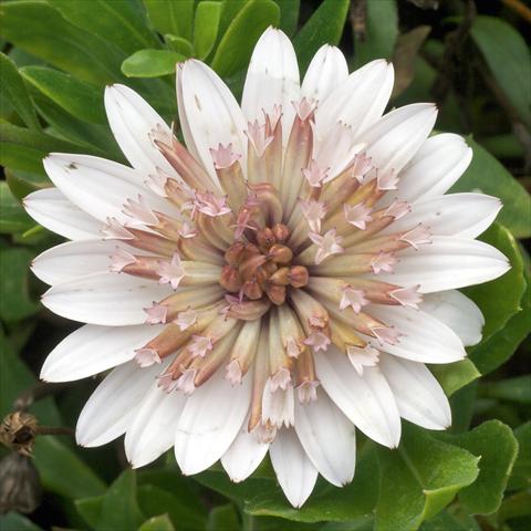 Foto de variedad de flores para ser usadas como: Maceta y planta de temporada Osteospermum FlowerPower® Double White Bronce