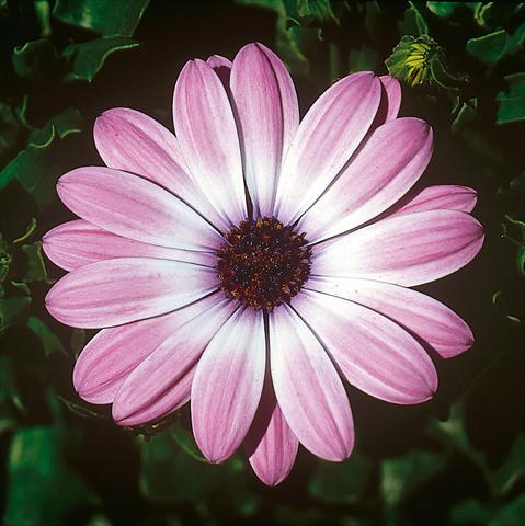Foto de variedad de flores para ser usadas como: Maceta y planta de temporada Osteospermum FlowerPower® Light Pink