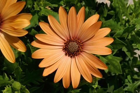 Foto de variedad de flores para ser usadas como: Maceta y planta de temporada Osteospermum FlowerPower® Orange Bronce
