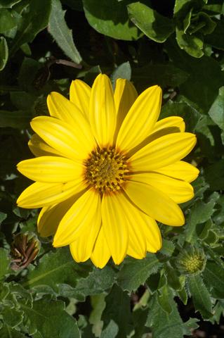 Foto de variedad de flores para ser usadas como: Maceta y planta de temporada Osteospermum FlowerPower® Yellow evol