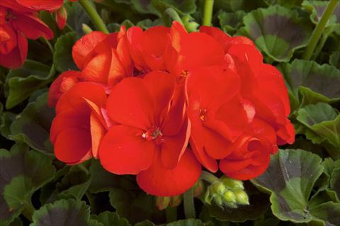 Foto de variedad de flores para ser usadas como: Patio, Maceta Pelargonium zonale Sunrise® Fernando