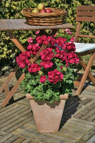 Foto de variedad de flores para ser usadas como: Patio, Maceta Pelargonium zonale Sunrise® XL Evita