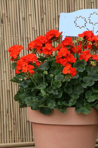 Foto de variedad de flores para ser usadas como: Patio, Maceta Pelargonium zonale Sunrise® XL Roxana