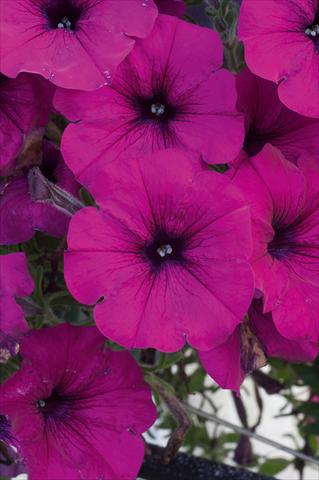 Foto de variedad de flores para ser usadas como: Maceta, patio, Tarrina de colgar Petunia AlpeTunia® Dark Purple