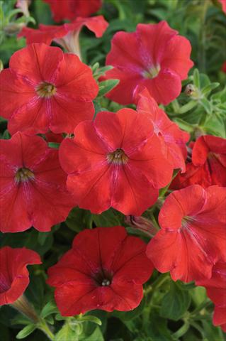 Foto de variedad de flores para ser usadas como: Maceta, patio, Tarrina de colgar Petunia AlpeTunia® Red