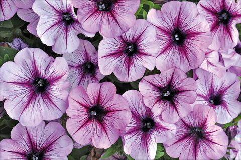 Foto de variedad de flores para ser usadas como: Maceta, patio, Tarrina de colgar Petunia Bonnie Lavender Star