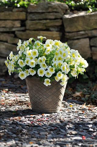 Foto de variedad de flores para ser usadas como: Maceta, patio, Tarrina de colgar Petunia Bonnie Yellow