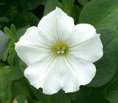 Foto de variedad de flores para ser usadas como: Maceta, patio, Tarrina de colgar Petunia CompactFamous™ White