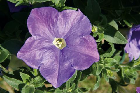 Foto de variedad de flores para ser usadas como: Maceta, patio, Tarrina de colgar Petunia CompactFamous™ SkyBlue
