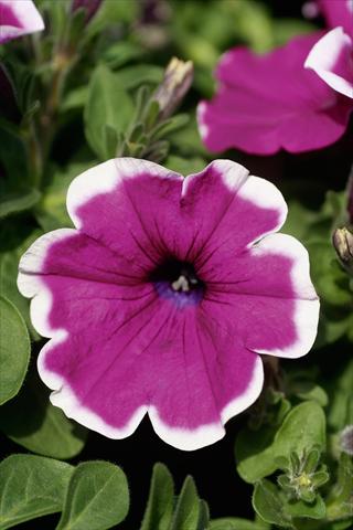 Foto de variedad de flores para ser usadas como: Maceta, patio, Tarrina de colgar Petunia Famous™ Violet Picotee evol