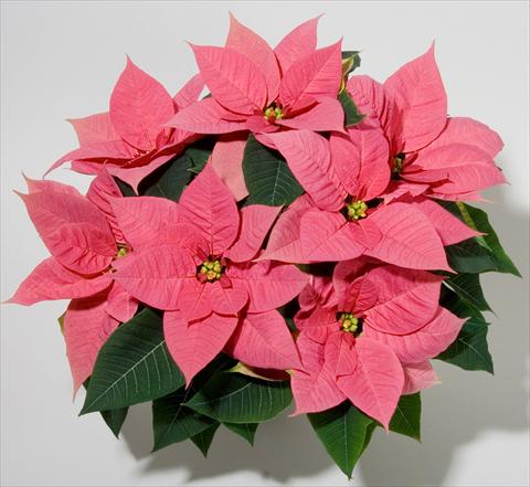Foto de variedad de flores para ser usadas como: Maceta Poinsettia - Euphorbia pulcherrima Christmas Beauty Pink