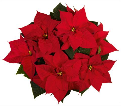 Foto de variedad de flores para ser usadas como: Maceta Poinsettia - Euphorbia pulcherrima Christmas Beauty