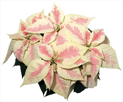 Foto de variedad de flores para ser usadas como: Maceta Poinsettia - Euphorbia pulcherrima Christmas Feelings® Marble
