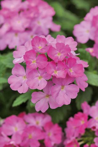 Foto de variedad de flores para ser usadas como: Maceta, patio, Tarrina de colgar Verbena Compact Lascar® Big Pink