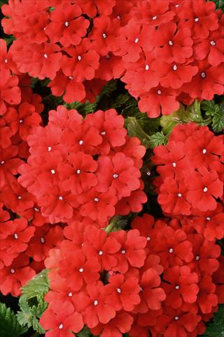 Foto de variedad de flores para ser usadas como: Maceta, patio, Tarrina de colgar Verbena Fuego® Bright Red