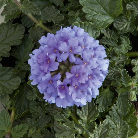Foto de variedad de flores para ser usadas como: Maceta, patio, Tarrina de colgar Verbena Fuego® Denim Blue