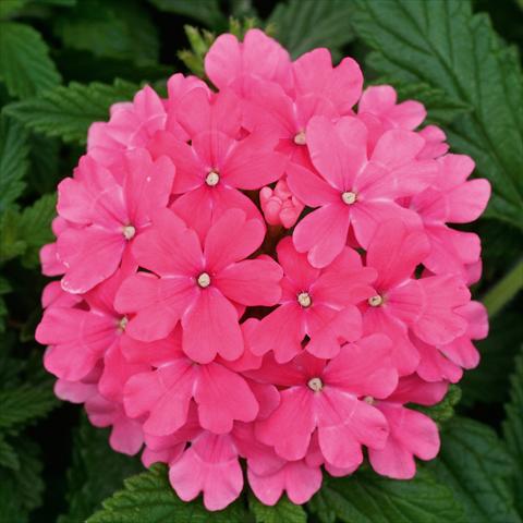Foto de variedad de flores para ser usadas como: Maceta, patio, Tarrina de colgar Verbena Fuego® Pink