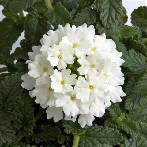 Foto de variedad de flores para ser usadas como: Maceta, patio, Tarrina de colgar Verbena Fuego® White