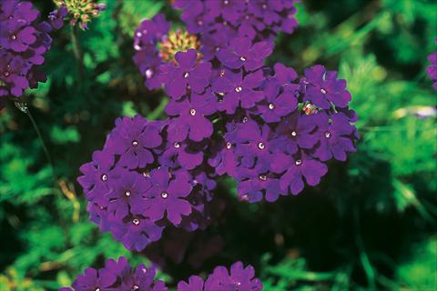 Foto de variedad de flores para ser usadas como: Maceta, patio, Tarrina de colgar Verbena Lascar® Dark Blue