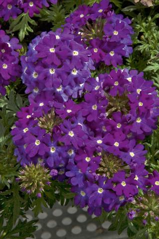 Foto de variedad de flores para ser usadas como: Maceta, patio, Tarrina de colgar Verbena Lascar® Dark Violet with eye