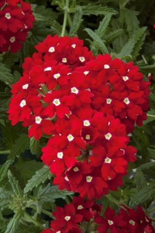 Foto de variedad de flores para ser usadas como: Maceta, patio, Tarrina de colgar Verbena Lascar® Red with eye