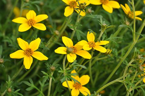 Foto de variedad de flores para ser usadas como: Maceta, planta de temporada, patio Bidens ferulifolia Bee® Compact Patio Yellow