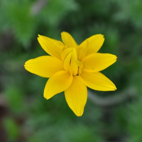 Foto de variedad de flores para ser usadas como: Maceta, planta de temporada, patio Bidens ferulifolia Bee® Double Yellow