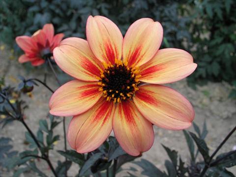 Foto de variedad de flores para ser usadas como: Maceta y planta de temporada Dahlia Mystic® Memories