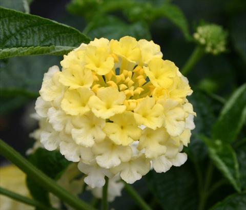 Foto de variedad de flores para ser usadas como: Maceta o Tarrina de colgar Lantana camara Evita® Citrus