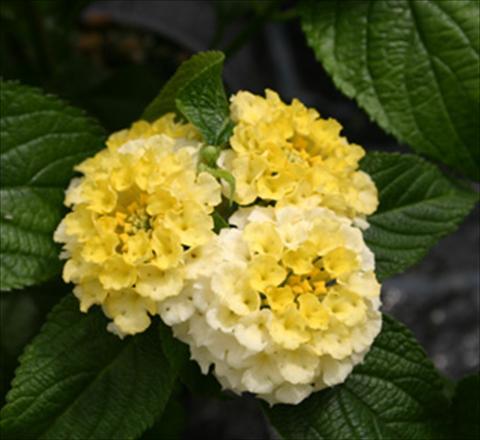 Foto de variedad de flores para ser usadas como: Maceta o Tarrina de colgar Lantana camara Evita® Lemon