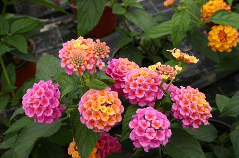 Foto de variedad de flores para ser usadas como: Maceta o Tarrina de colgar Lantana camara Evita® Rose