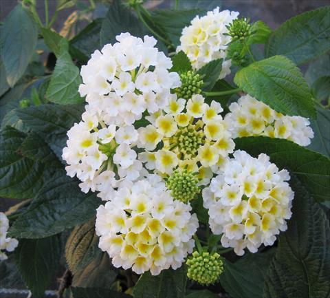 Foto de variedad de flores para ser usadas como: Maceta o Tarrina de colgar Lantana camara Evita® White