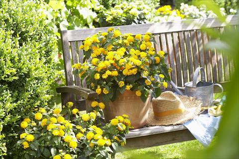 Foto de variedad de flores para ser usadas como: Maceta o Tarrina de colgar Lantana camara Yellow